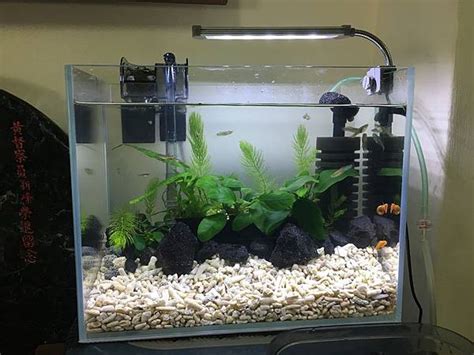 虎邊養魚|養魚新手入門：水族箱設缸完全教學！